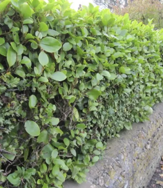 Cómo las plantas pueden protegernos de la contaminación acústica