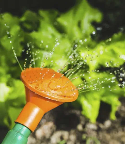 Seis ideas para vivir una vida más ecológica