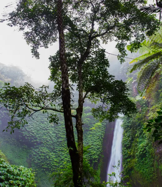 La última llamada de auxilio de la Selva Amazónica brasileña