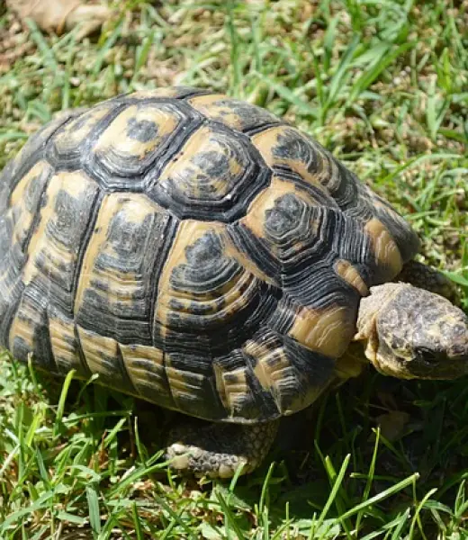 Conoce a la tortuga mora, especie en peligro de extinción en España