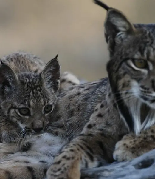 El lince ibérico ya no está en peligro crítico de extinción