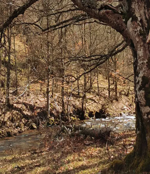 Recuperación del Hayedo de Montejo