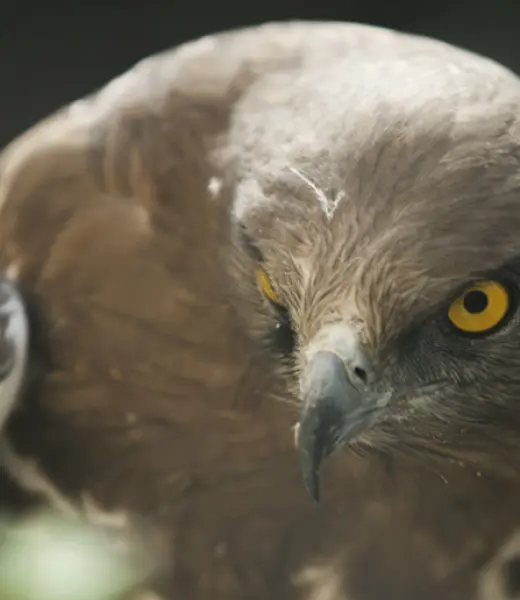 Así funciona el Hospital de Fauna Salvaje de GREFA