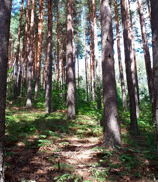 El futuro de los bosques ante la incertidumbre del cambio climático