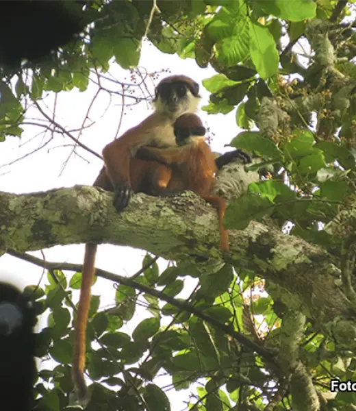El colobo rojo de Bouvier reaparece casi medio siglo después